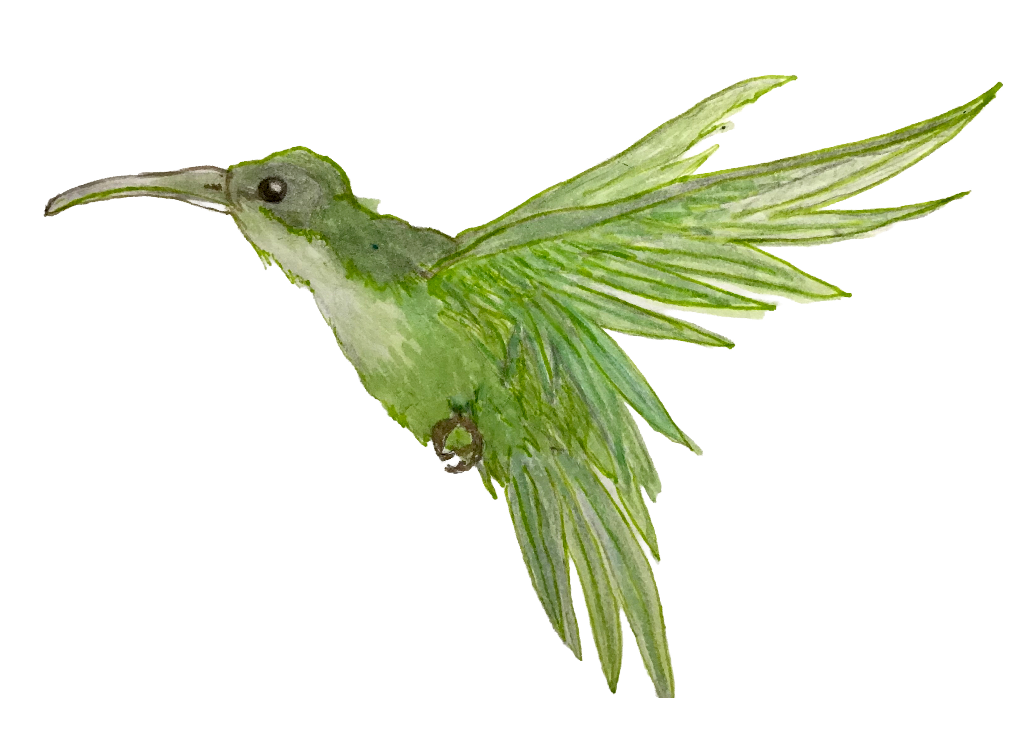 Illustration Kolibri